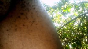 Travel bush
