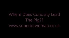 Where Does Curiosity Lead The Pig? HD