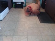 Day in the Life: slave Cleans Floor With Tongue Chained and Plugged (non-sexual lifestyle kink)