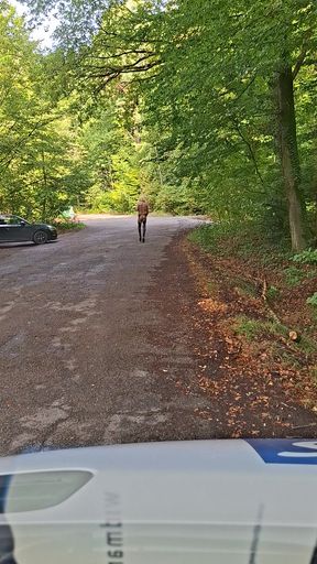 Forest car park