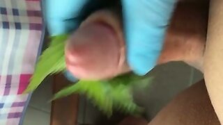 Nettle Torture with Cumshot Brennnessel wichsen