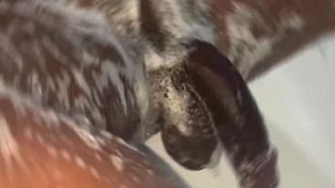 Stilesbhalifa1 manscaping and full shaving shower session