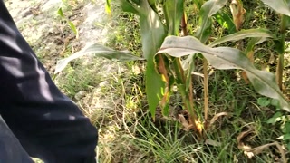 Big cock pissing in corn field