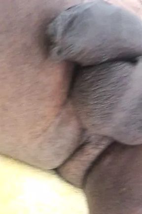 xHamster video 62