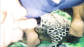 Muscled Bear humiliates mature Latina's huge booty