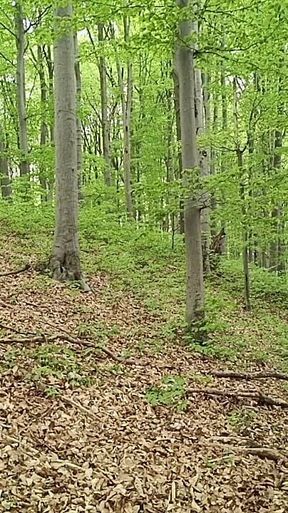 I Chase Him Through the Leaves