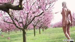 Sharon Cherry - Blossoming cherry - Premium