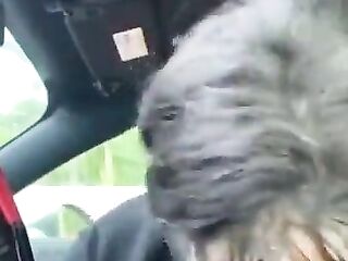 Ebony sister sucking bbc in car