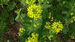 Bengali Wife First Time Video - Wet Pussy fingering 2026