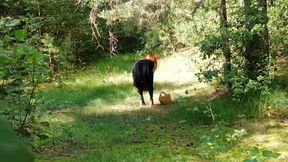 Caught a Red Fox in the Forest and Finished in His Mouth!