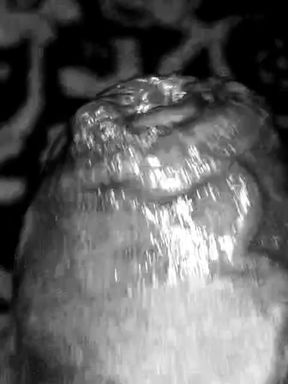 Desi hairy dick