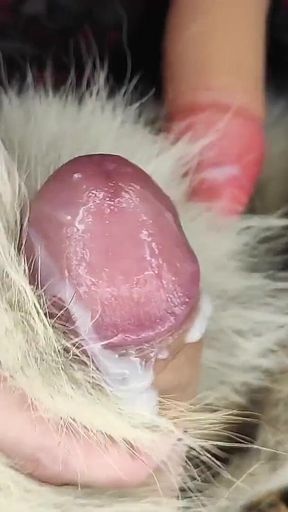 Trans Girl Gives Furjob, Handjob and Blowjob