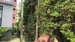 Brunette trans slut sucked and fucked a stranger in a hotel on a seaside resort