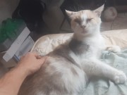 Malvina is a cute cat