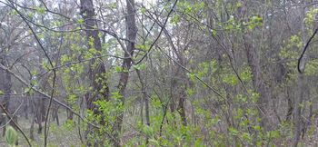 I pee and fuck my lover in the mouth in the forest so that my wife doesn't catch us