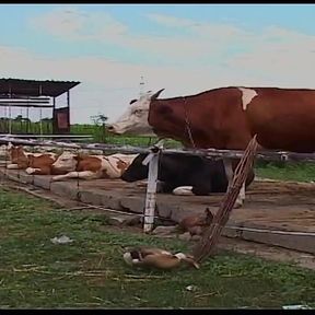Vintage Blonde MILF Ravished in Barn and Outdoors