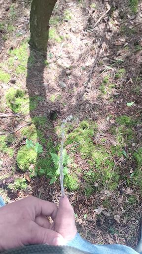 Solo outdoor peeing in a public wood