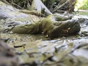 NUDE MAN PLAYING IN MUD HOLE