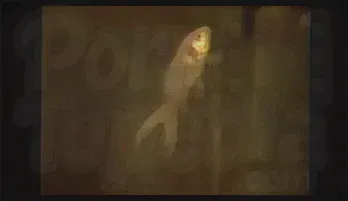 Vintage Threesome with Nasty Older Pussies - Ron Jeremy