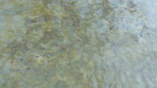 Polar Plunge