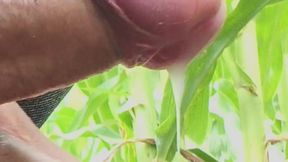 Worldwide Viral Desi Hunk Solo Action Vol 13 - Premium Faceless Amateur Close-up Intense Stroking Masterclass 4K