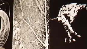 Piercing Pussy Studio