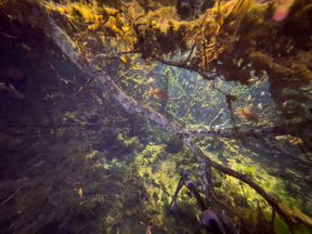 Carissa in the Lilypad Forest