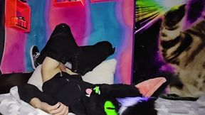 Alleycat caresses off