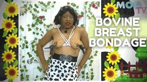 BOVINE BREAST BONDAGE - HuCow TV Host Ties Tits in 1080