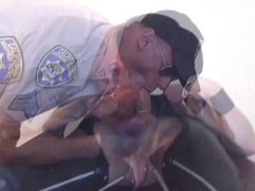 Monster Dad Cock