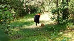 Caught a Red Fox in the Forest and Finished in His Mouth!
