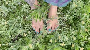 destroying the plantation with their feet