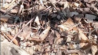 Cruising the Trails Part two - Dane Coxx