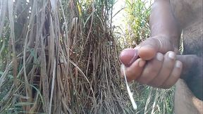 Open cum in sugar cane feld