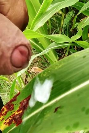 Outdoor Handjob and Cumshot on Grass
