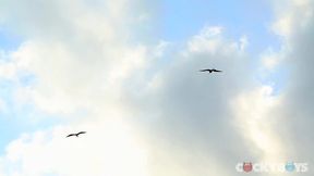 cockyboys a thing of beauty: colby keller & dale cooper