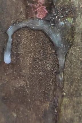Cumshot on 'cum Here' Tree, Showing Cum Close up and Piss at a Cruising Area