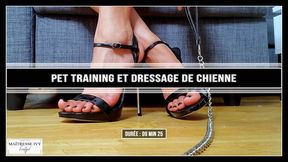 Pet Training dressage de la chienne