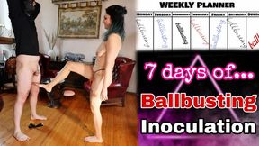 7 Days of Ballbusting