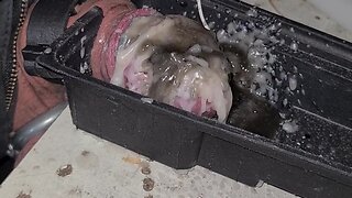 New toy and torture: cock ring electro cumshot tortured slave