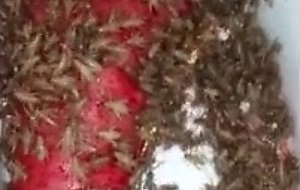 Cricket tub 7-31-19  last half hour feast