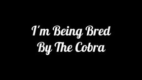 omg i’m being bred by the cobra! featuring lilly lonestar