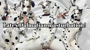 Latex Dalmatian masturbation!