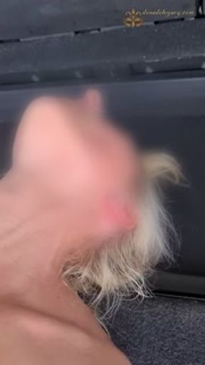 I fill her holes with her favorite toys