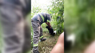 Het svart pappa och hans man njuter av utomhusonani och självrökning