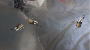 Unaware Giantess - Tinies Disguised as Roaches Hide in the Garbage, Shrinking Fetish, Giantess, Femdom 1080