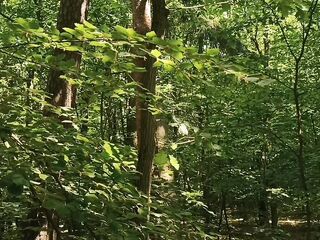 Relaxing forest view, filmed from a tree