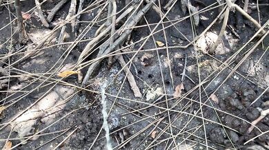 Sex sa tabing kalsada tas pinutokan sa loob - Risky Public