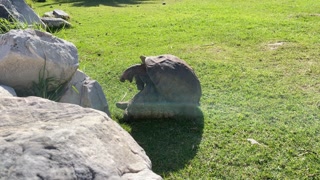 Step brother turtle is fucking the sister as there is no tomorrow! 🐢