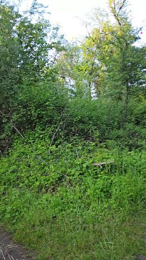 Mastubation in nature